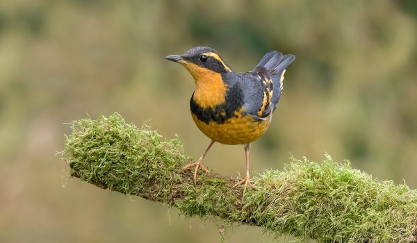 Varied Thrush (Male), Black Creek, Northern Vancouver Island, British Columbia
